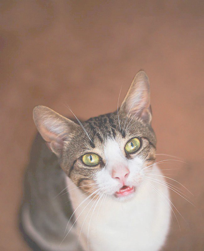 Cat vet in Ashburn, VA